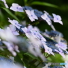 紫陽花