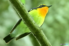 キビタキ