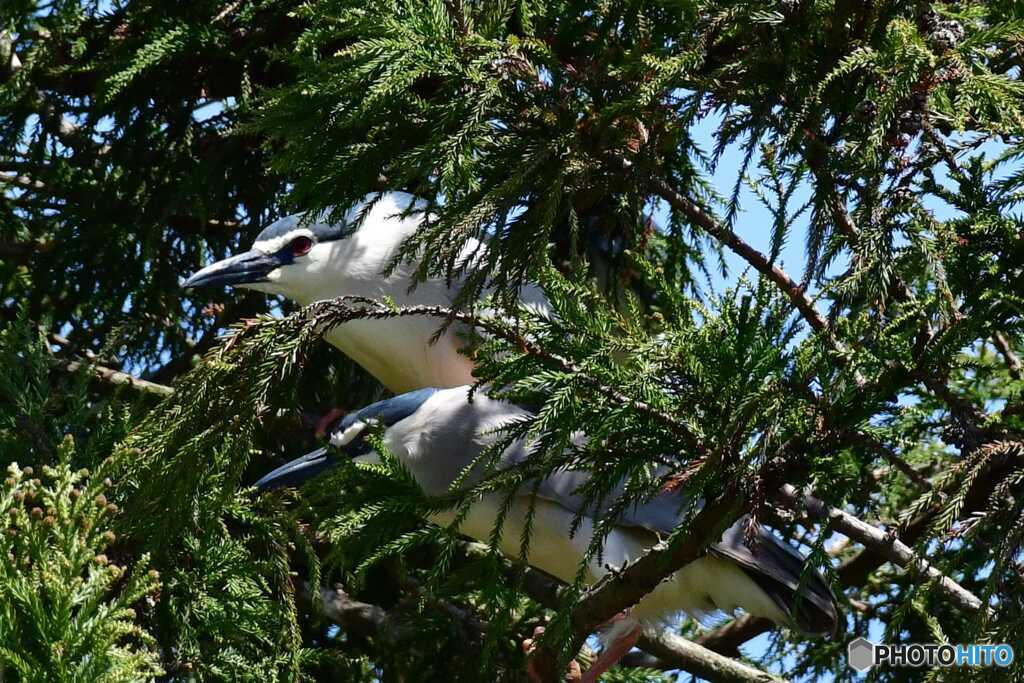 ゴイサギ警戒中