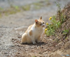 モデルのようなにゃんこ