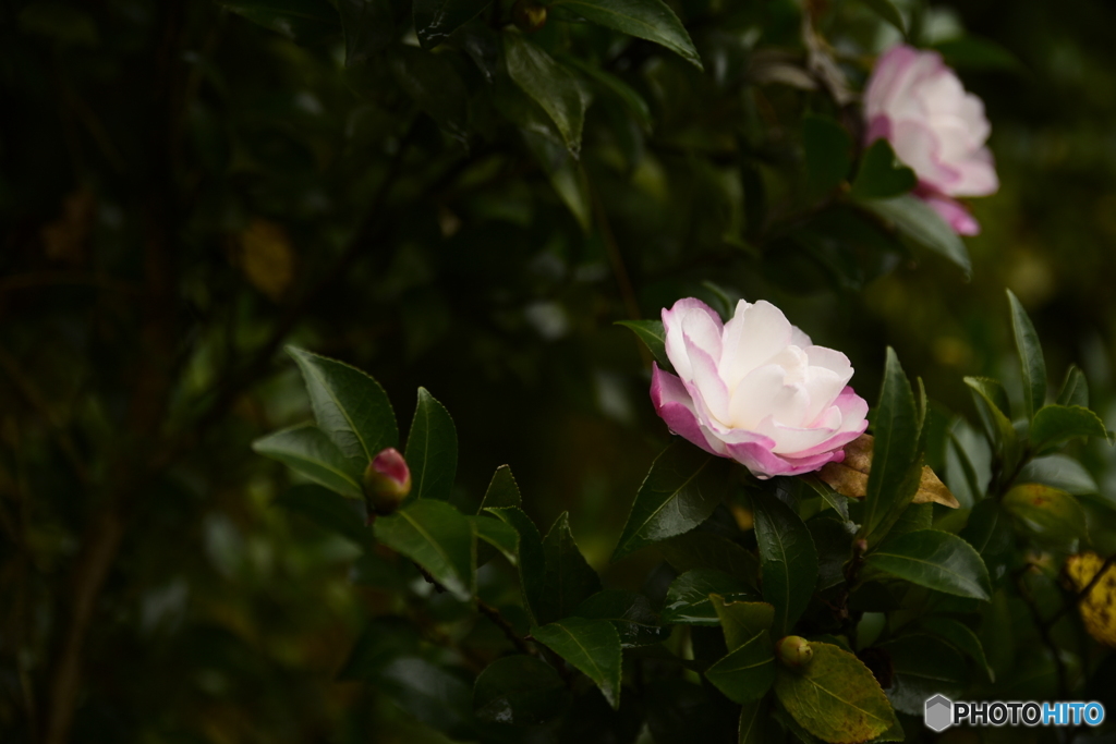 山茶花