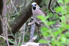 シメ
