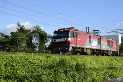 金6