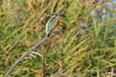 カワセミ