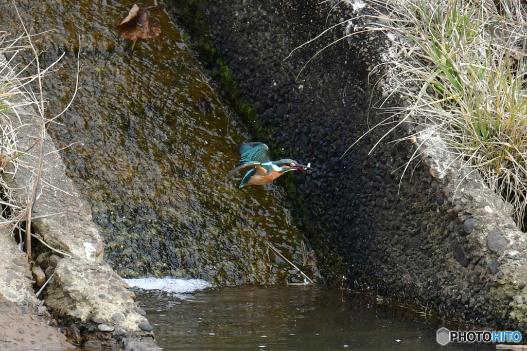 カワセミ