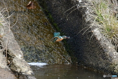 カワセミ