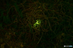 今年初 蛍発見