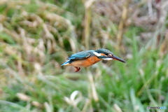 カワセミ