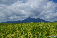 みのり