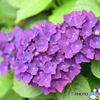 紫陽花