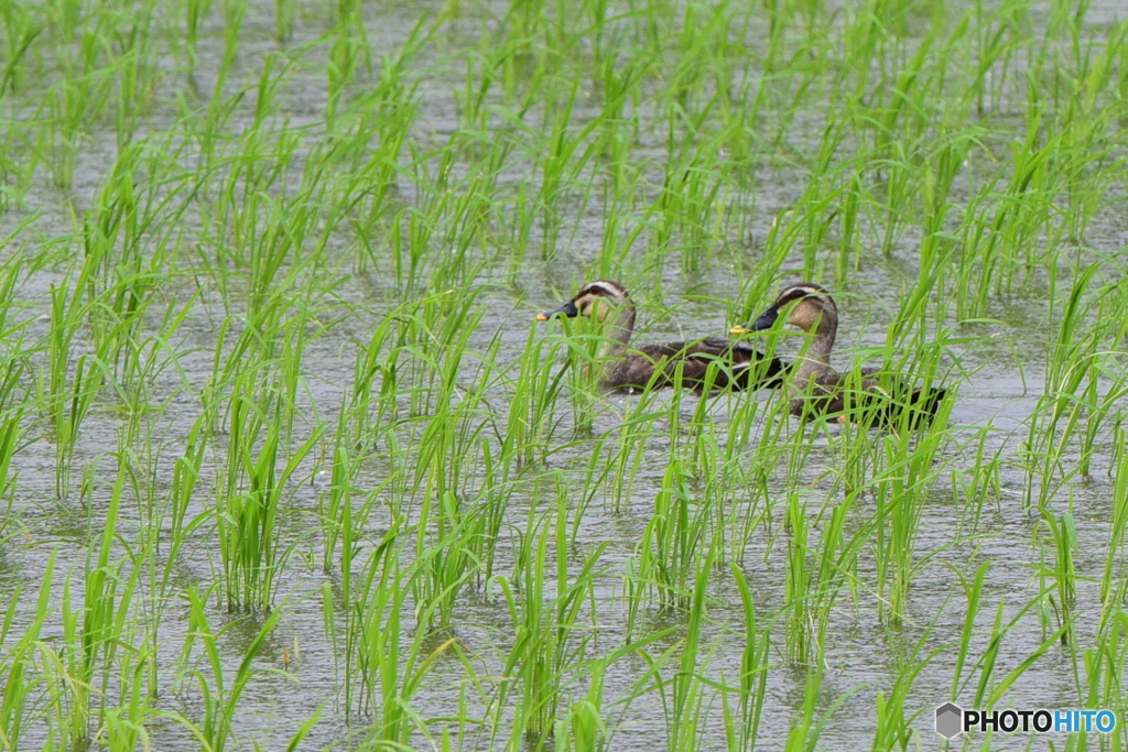 田んぼパトロールｶﾓ