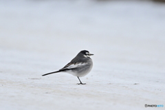 鳥初め