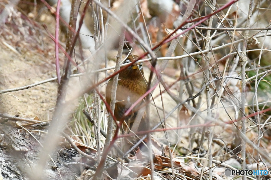 ガビチョウかな？