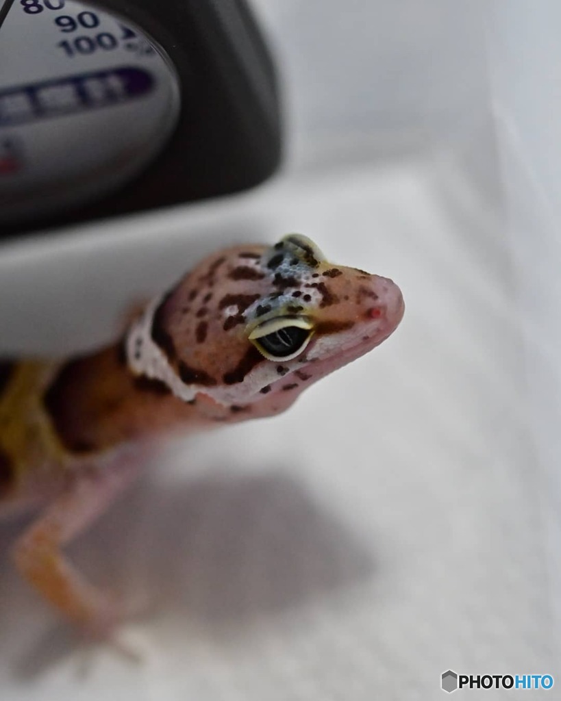 ヒョウモントカゲモドキ