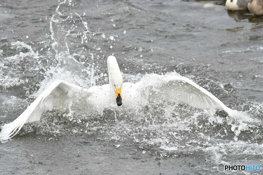 バッシャバシャバ!