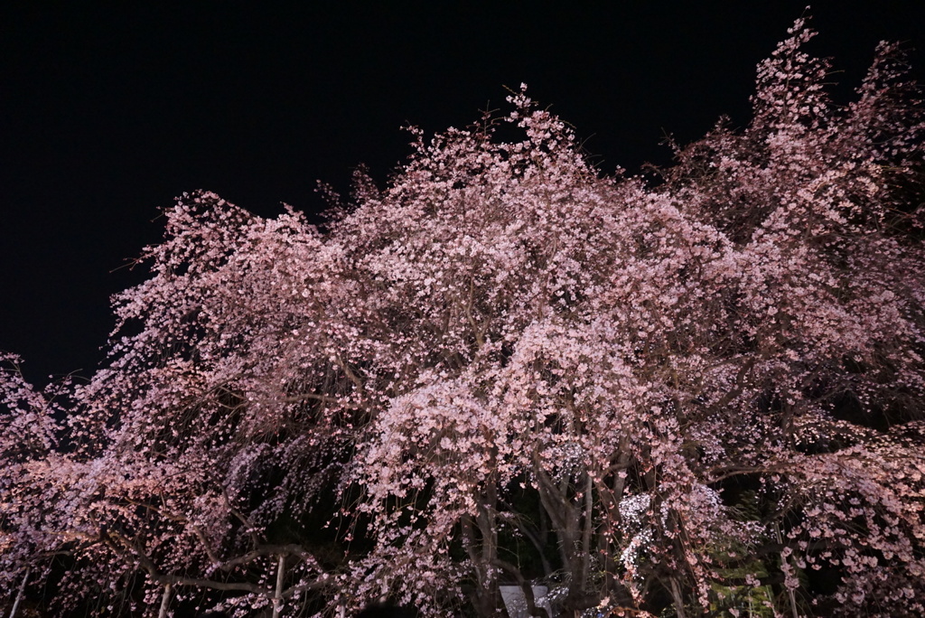 六義園-夜桜