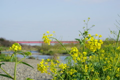 菜の花と多摩川