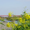 菜の花と多摩川