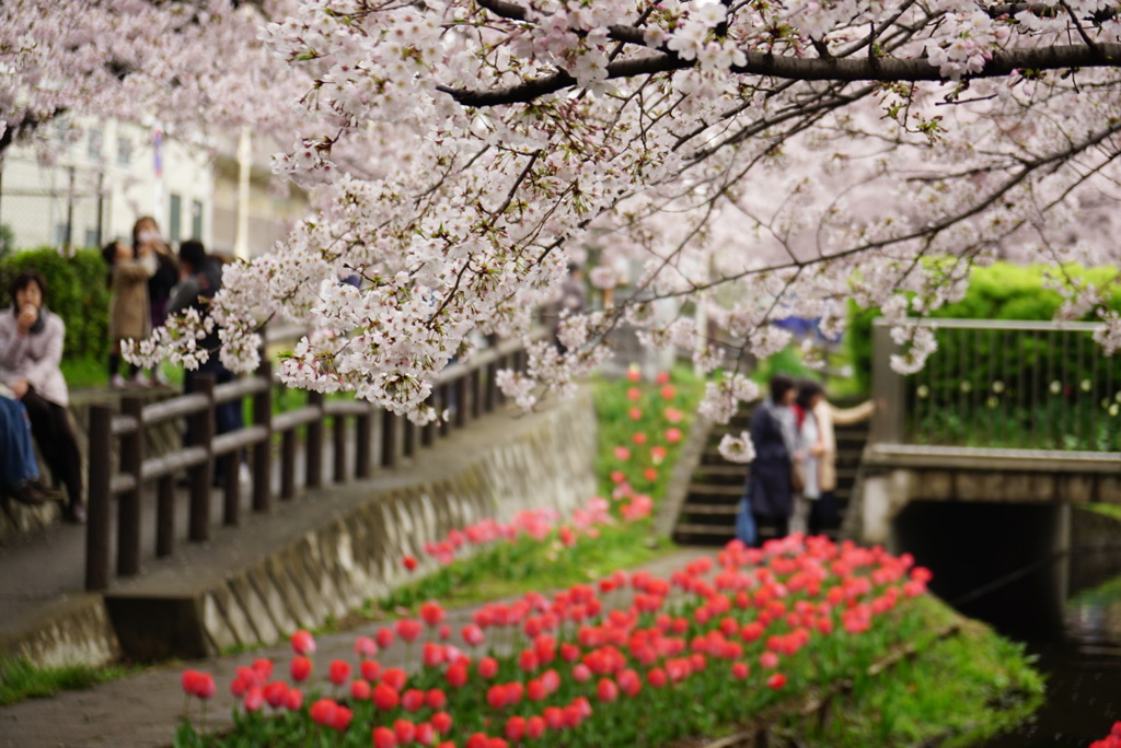 川辺の桜とチューリップ？