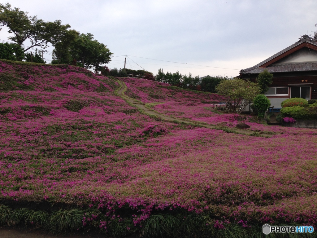 芝桜のじゅうたん
