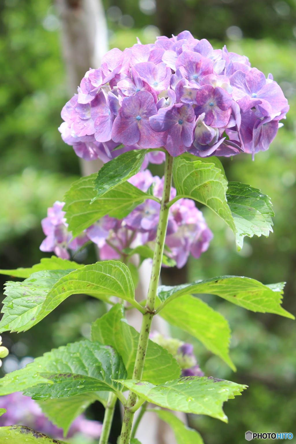 縦長紫陽花