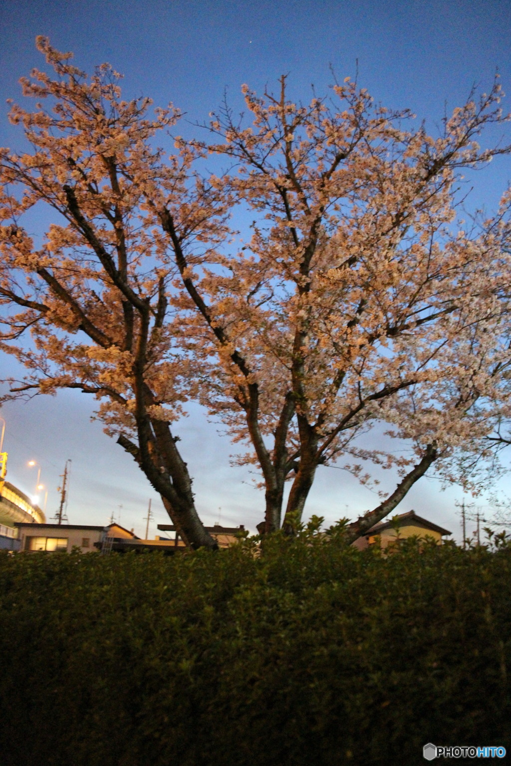 2016　夜桜