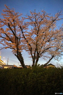 2016　夜桜