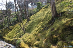 苔坂