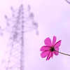 秋桜一輪