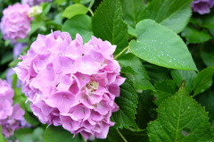 朝露と紫陽花