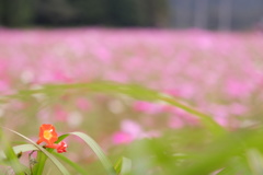 桃色の背景