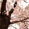 小さい枝にも