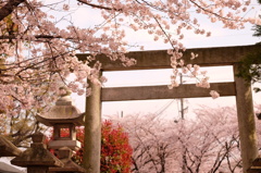 桜と鳥居