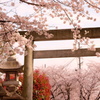 桜と鳥居