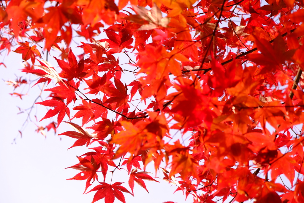 赤々と紅葉