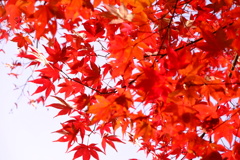 赤々と紅葉