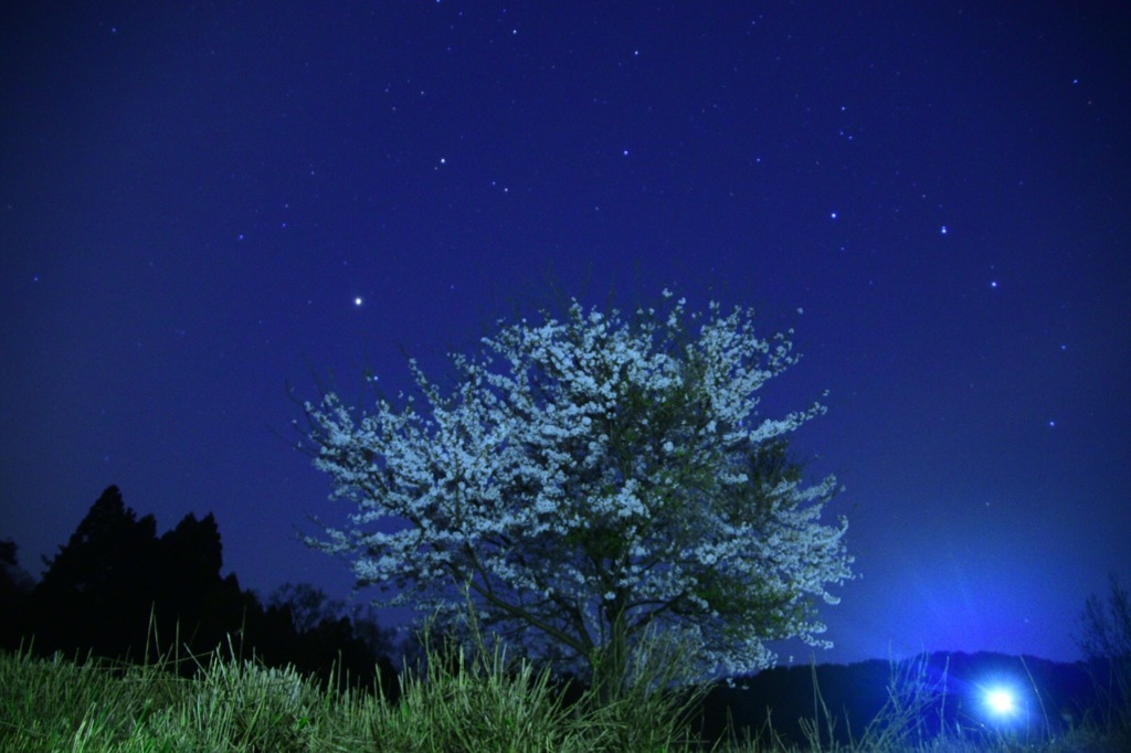 夜桜