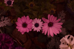 パパママワタシ