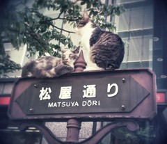 陽の当たる場所