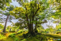 兼六園 虎石