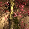 春をまといて立つ