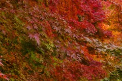 茨城-常陸大子-紅葉寺02