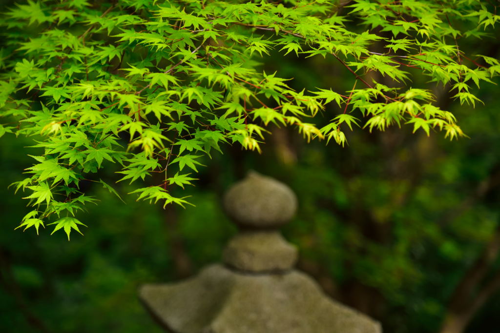 大将軍山のもみじ