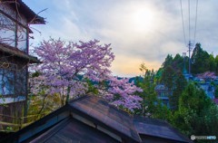 傍桜