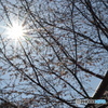 春を待つ
