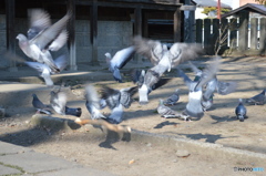 羽ばたき