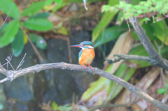 カワセミ　その11