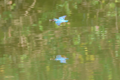 カワセミ　その9