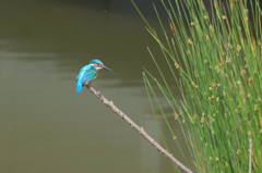 カワセミ　その8