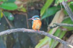 カワセミ　その13